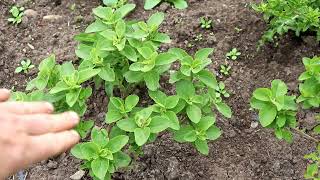 STEVIA Everything you need to know about how to harvest dry and store it [upl. by Hareehahs818]