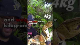 Coconut Crabs Eat Kittens 😱 shorts [upl. by Negam915]