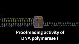 Proofreading activity of DNA polymerase 1 in E coli [upl. by Yodlem563]