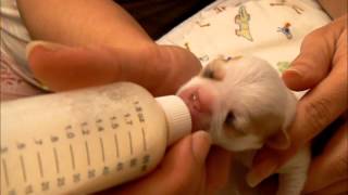 How To Care For Orphan Puppies Chihuahuas [upl. by Nata731]