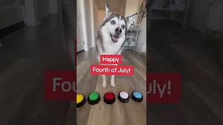 Sapphie the pomsky says Happy Fourth of July [upl. by Ariana83]