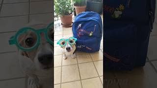 La professoressa Dinglese origini calabrese 👩🏻‍🏫pintus merybijouesciarpina jackrussell comedy [upl. by Ayenat]