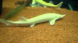 Sterlet albino  Acipenser ruthenus ALBINO  Störfische [upl. by Vaclav]