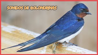 SONIDOS de GOLONDRINAS 50 minutos 🐦🎶🔊 [upl. by Nahtanoy]