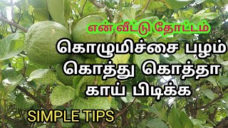 கொழுமிச்சை செடியில் அதிகளவு காய் பிடிக்க வைப்பது கொழுமிச்சை பழத்தின் நன்மைகள் [upl. by Esirec]