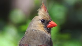 Female cardinal call  song  sounds [upl. by Zack201]