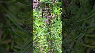 Early Large garden spider on Rosmarinus ‘Green Ginger’ [upl. by Hilaria]