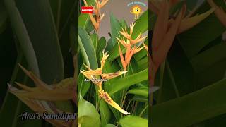 🔥Hara HaraGoing with Trend😁💃Heliconia psittacorum🌿🌼 shorts dileep vidyasagar viral shortsfeed [upl. by Atillertse]