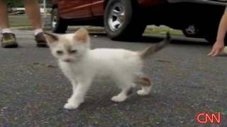 Kittens thrown out car window [upl. by Lowis]