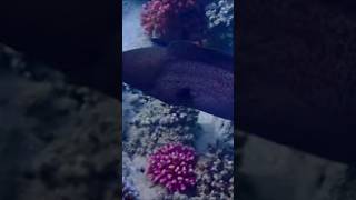 makadi egypt snorkelling morayeel [upl. by Woody]