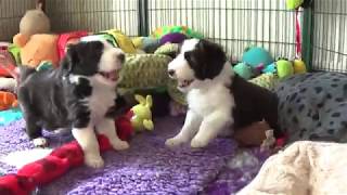 Bearded Collie puppies  31 March 2019 [upl. by Lynsey]