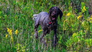 Wirehaired Pointing Griffon goes critter hunting in Montana shorts [upl. by Damour621]