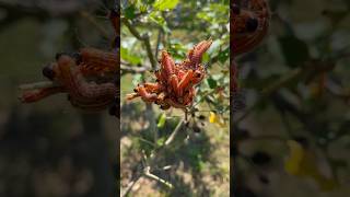 Orchard Management 101 Datana caterpillars look fascinating but they cause damage to apple trees [upl. by Tris]