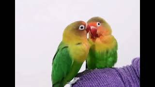 Getting drunk male parrot fischer lovebirds mating [upl. by Oiramej]