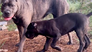 Cane Corso Puppy Gets Lesson in Respect from Pack Members [upl. by Wallach]