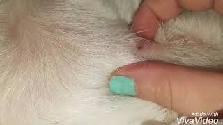 Huge Zit Cyst Pimple On A Dog [upl. by Jonny706]