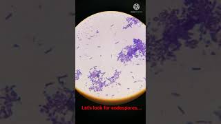 Bacterial Cells with Endospores under Microscope I Shorts [upl. by Meehaf]