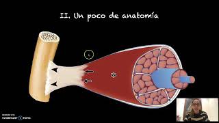 Lesiones musculares [upl. by Airet]