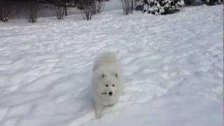 Samoyed Lucy Playing in the Snow [upl. by Chancellor]