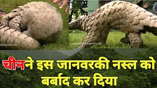 Pangolin in India  Gir forest national park Forest habitat  Tourism in Gujarat  Bajrakapta video [upl. by Marcelia]