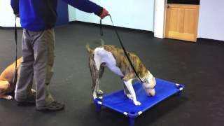 2 Out Of Control Pit Bulls  Dramatic Dog Training Results [upl. by Bundy]