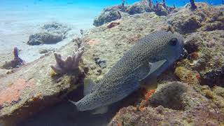 Porcupine Fish [upl. by Macguiness]