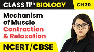 Mechanism of Muscle Contraction and Relaxation Locomotion and MovementClass 11 Biology [upl. by Bremble]