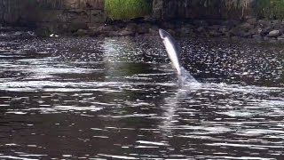 Wild Atlantic salmon run in Drowes Fishery Ireland Ход лосося из моря в реку HD [upl. by Nwahsak]