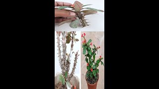 How to Graft Euphorbia Milii Crown of thornsEuphorbia milii Flower grafting techniqueshorts [upl. by Damalis793]