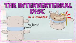 Intervertebral Disc Anatomy [upl. by Glynias]