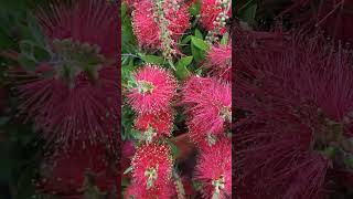 ❤️ What an incredible plant ❤️‍🔥bottlebrush callistemon floweringshrub [upl. by Eseer]