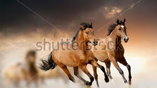 Horse health  The Science of oxidative stress Protandim [upl. by Resarf]