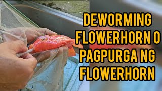 Deworming Flowerhorn  Pagpurga ng flowerhorn Using KOKGOD [upl. by Disraeli487]