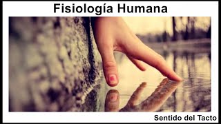 El Sentido del Tacto ppt Anatomía y Fisiología [upl. by Cleo]