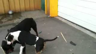 Bull terrier vs rottweiler [upl. by Anitak]