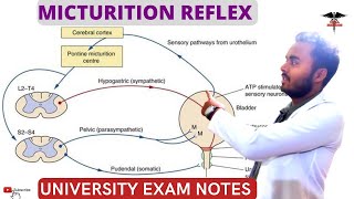 Micturition Reflex  Pathway of Micturition Reflex  Higher centers  Applied physiology [upl. by Amarette213]