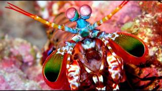 Big Mantis Shrimp in a Marine Refugium [upl. by Lewan]