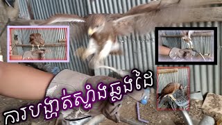 Training Rufouswinged buzard fly to hand🦅🦉ការបង្ហាត់ស្ទាំងតាង៉ែតឆ្លងដៃ🦅🦉 [upl. by Ellak232]