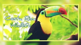 Costa Rica Wildlife  National Parks in Central America Animals amp Nature  Auroras Eye Films [upl. by Aivizt]