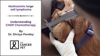 Overcoming Lymphoma in dogs with CHOP Chemotherapy protocol  Episode 31 [upl. by Hirschfeld]