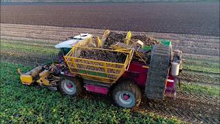 Agrifac ZA 215 EH  Koolraap rooien  Turnip Harvest  Kohlrübe ernte  2018 [upl. by Aleekahs]