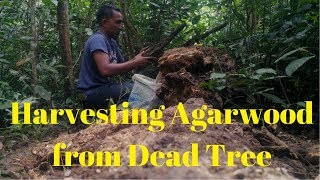 Harvesting Agarwood from dead tree [upl. by Francesco116]