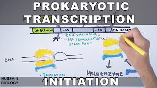 Prokaryotic Transcription Initiation and Elongation [upl. by Nella]