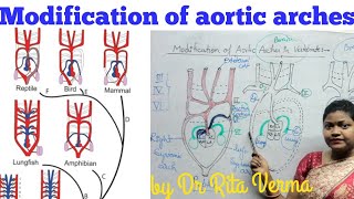 Modification of aortic arches in Vertebrate Basic Plan of aortic arches for BSc Msc UPSC NEET [upl. by Leinehtan]