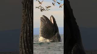 Giant Humpback Whale Trying To Encounter Birds  whale humpbackwhale ocean trending shorts [upl. by Artenra86]