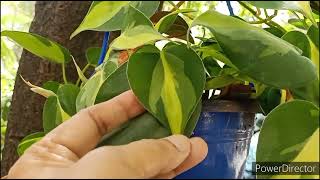 Philodendron Brasil  How to have beautiful variegated leaves [upl. by Lerrad]