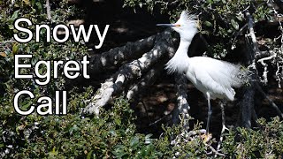 Snowy Egret Call [upl. by Florella]