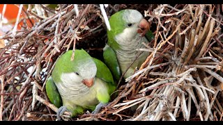 Wild Quaker Parakeets Colony Building [upl. by Datha]