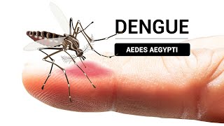 Reportan una disminución de casos de dengue en Cochabamba [upl. by Sommer]