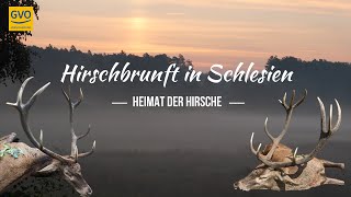 Hirschbrunft in Schlesien  Starke Hirsche auf der Strecke [upl. by Annotahs]